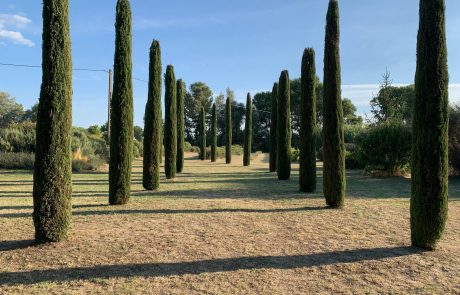 Allée de Cyprès dans la Drôme Provençale