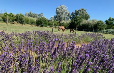 Lavandes et poneys dans la Drôme Provençale