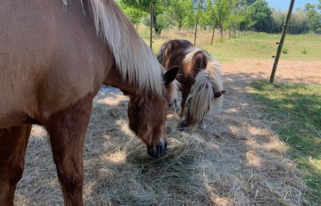 Poneys à Richerenches